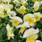 Viola cornuta 'Etain'