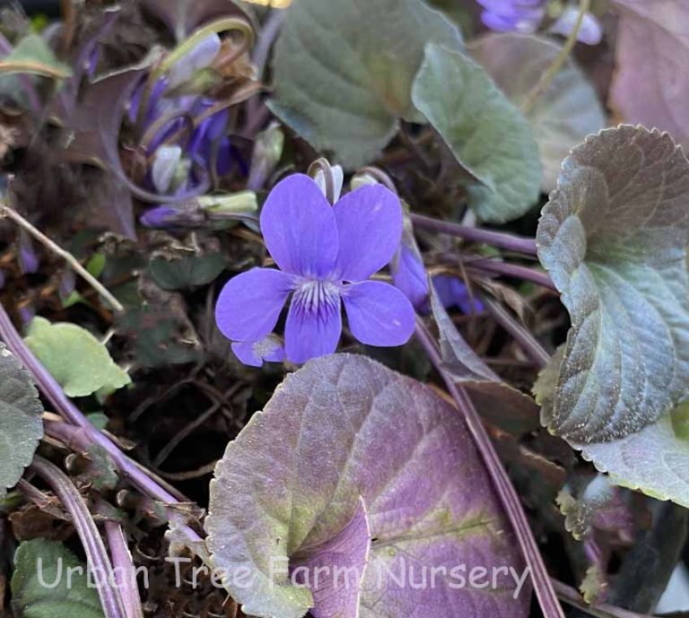 Viola labradorica | Urban Tree Farm Nursery