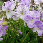 Viola x 'Columbine'