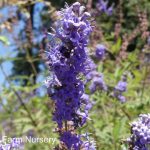 Vitex agnus-castus 'Purple' STD