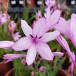 Watsonia intermedia