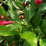 Weigela 'Red Prince'