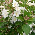 Weigela 'White Knight'