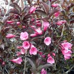 Weigela 'Wine and Roses'