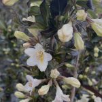 Weigela florida 'Date Night Tuxedo'