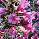 Weigela florida 'My Monet'