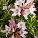 Weigela florida 'Variegata'
