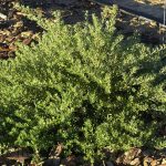 Westringia fruticosa 'Mundi'