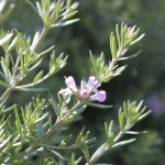 Westringia fruticosa 'Wynyabbie Gem'