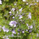 Westringia fruticosa