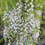 Wisteria floribunda 'Honi Beni'