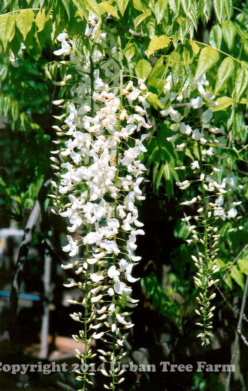 Wisteria-sinensis-Alba-a Wisteria sinensis 'Alba' - Image 1