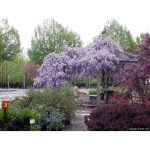 Wisteria sinensis 'Caroline' STD