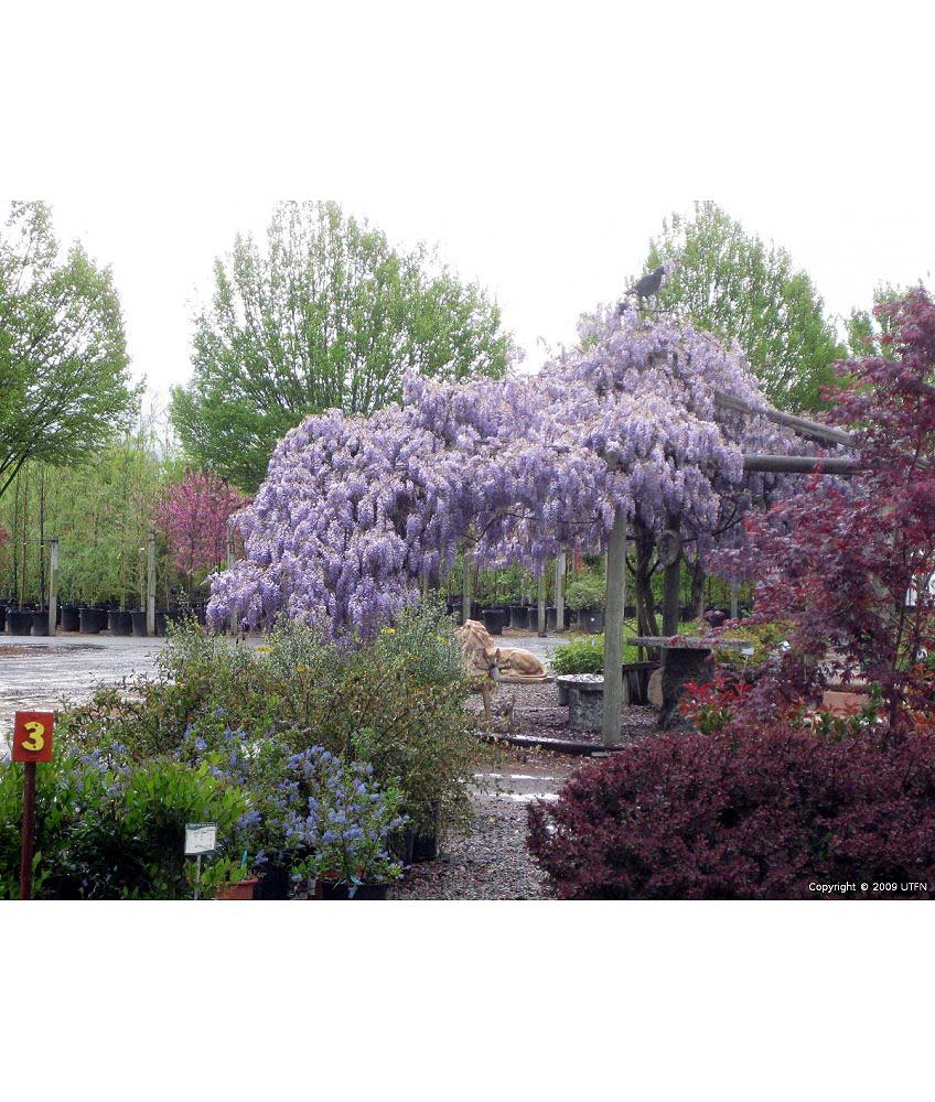 Wisteria Sinensis Caroline STD Urban Tree Farm Nursery Wisteria Sinensis Caroline STD Urban Tree Farm Nursery