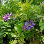 Wisteria sinensis 'Caroline' TRELLIS