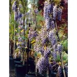 Wisteria sinensis 'Cooke's Special' STD