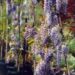 Wisteria sinensis 'Cooke's Special'