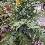 Woodwardia fimbriata