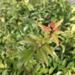 Xylosma congestum 'Compacta'