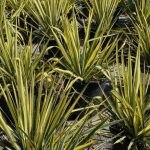 Yucca 'Garland's Gold'