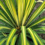 Yucca flaccida 'Golden Sword'