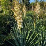 Yucca rigida 'Blue Sentry'