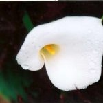 Zantedeschia aethiopica