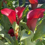 Zantedeschia x 'Captain Odeon'