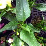 Zantedeschia x 'Fire Glow'