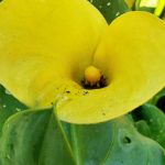 Zantedeschia x 'Golden Chalice'