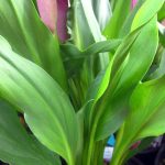 Zantedeschia x 'Grape Velvet'