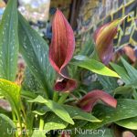 Zantedeschia x 'Morning Sun'