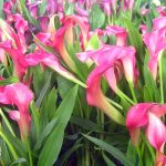 Zantedeschia x 'Neon Amour'