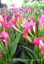 Zantedeschia x 'Neon Amour'