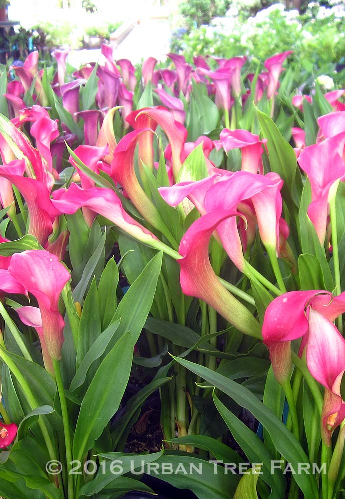 Zantedeschia-x-Neon-Amour-a Zantedeschia x 'Neon Amour' - Image 1