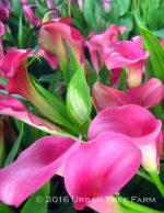 Zantedeschia x 'Neon Amour' - Image 2