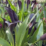 Zantedeschia x 'Odessa'