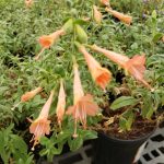 Zauschneria californica 'Marin Pink'