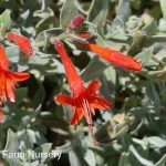 Zauschneria septentrionalis 'Wayne's Silver'
