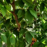 Zelkova serrata 'City Sprite'