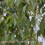 Zelkova serrata 'Musashino'