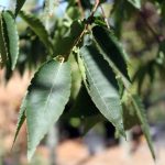 Zelkova serrata 'Village Green'