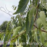 Zelkova serrata 'Wireless'
