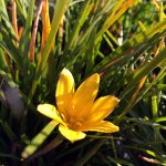 Zephyranthes flavissima