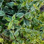 Abelia grandiflora 'Suntastic Radiance'