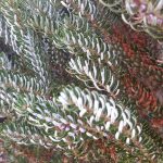 Abies koreana 'Silberlocke'