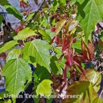 Acer ginnala 'Flame' MULTI