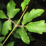 Acer griseum LOW BRANCH