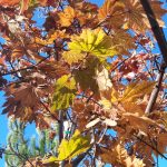 Acer japonicum 'Meigetsu'