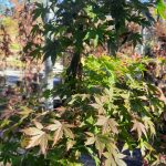 Acer palmatum MULTI